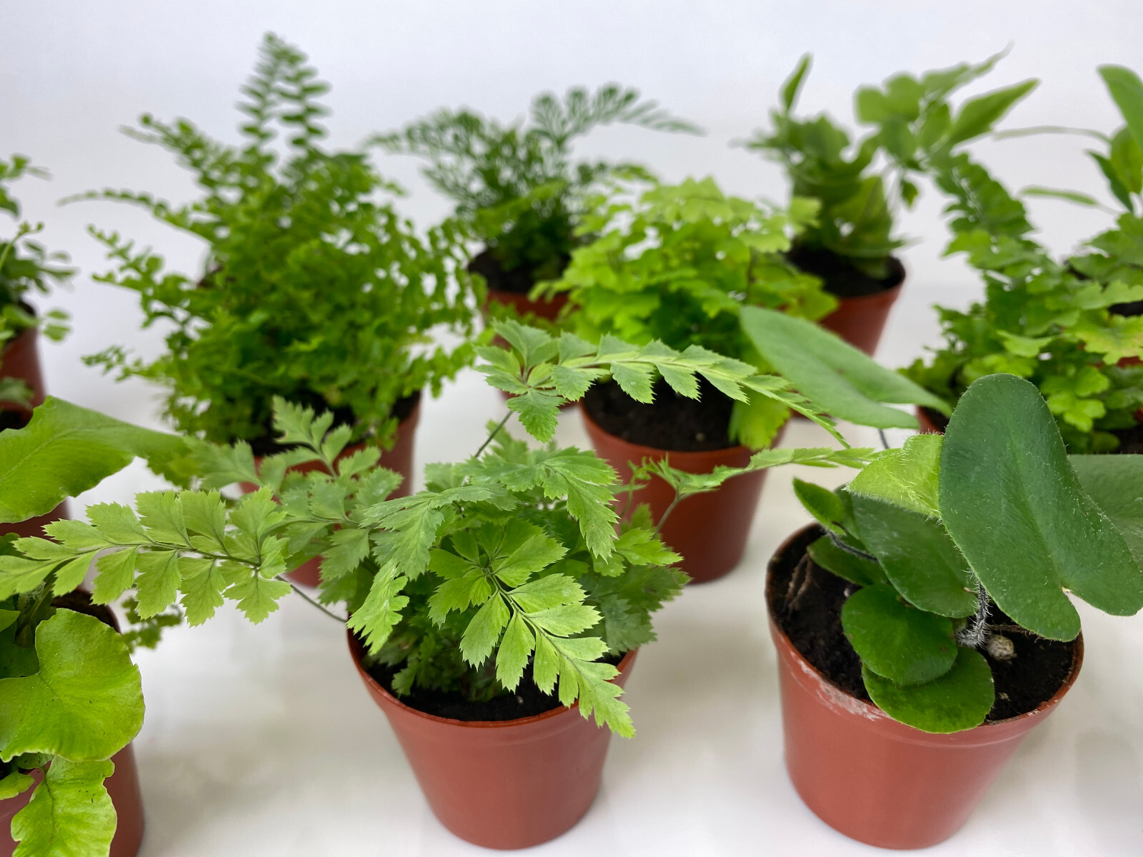 Mini Fern Plants (6 Plants) (2" Pots) Terrariums Fairy Gardens (Assorted Plants) gallery