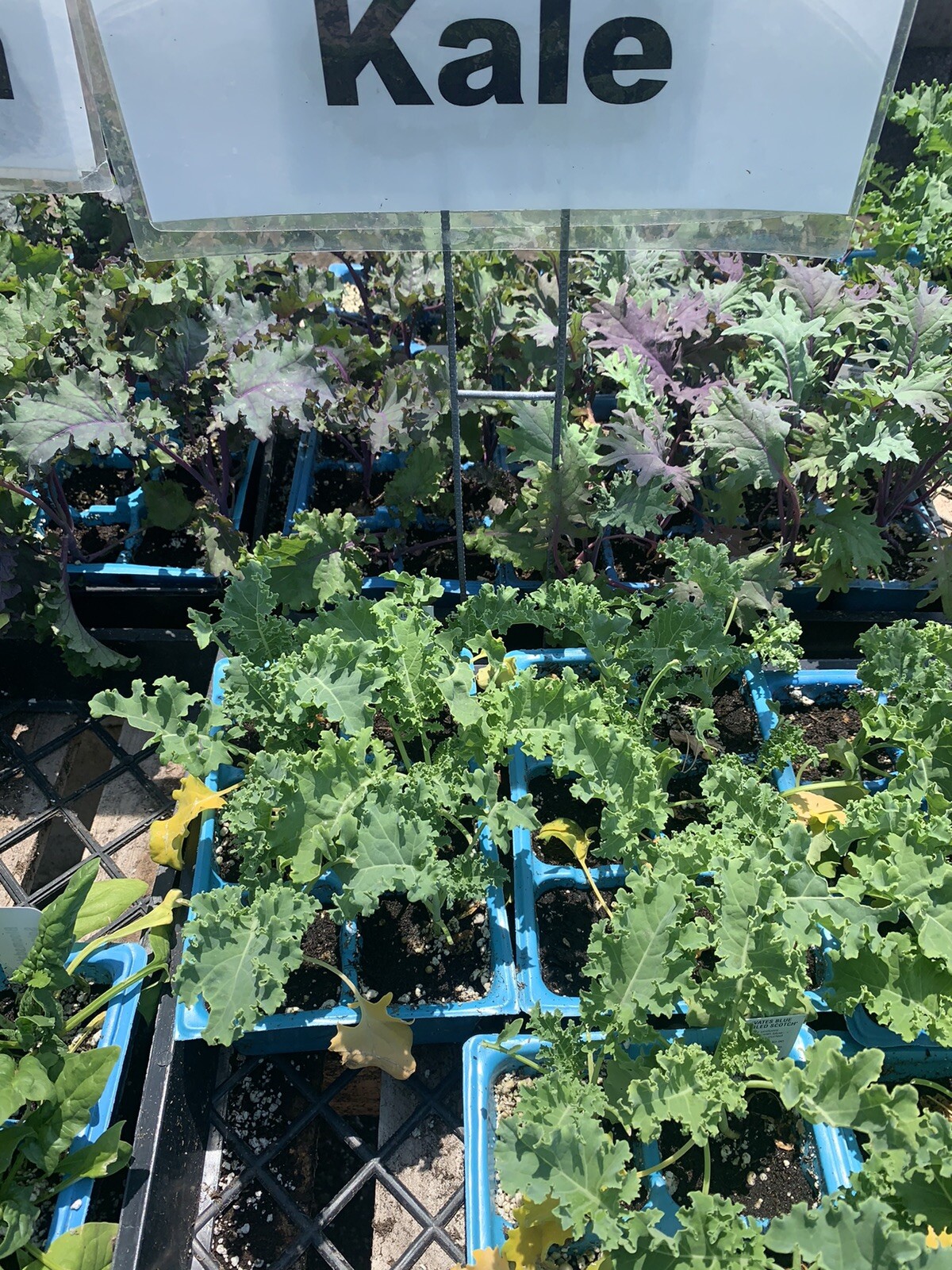 Organic Kale 4 Inches Pot gallery
