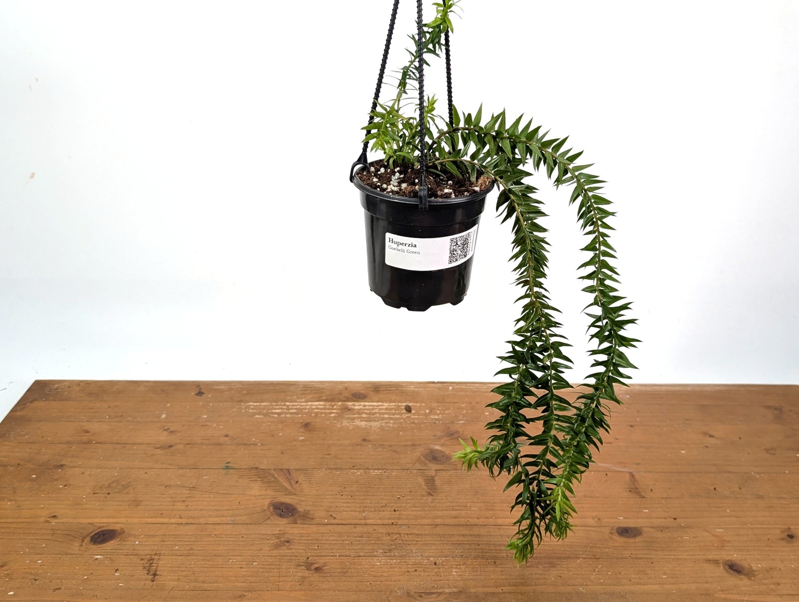 Huperzia Goebelii Green gallery