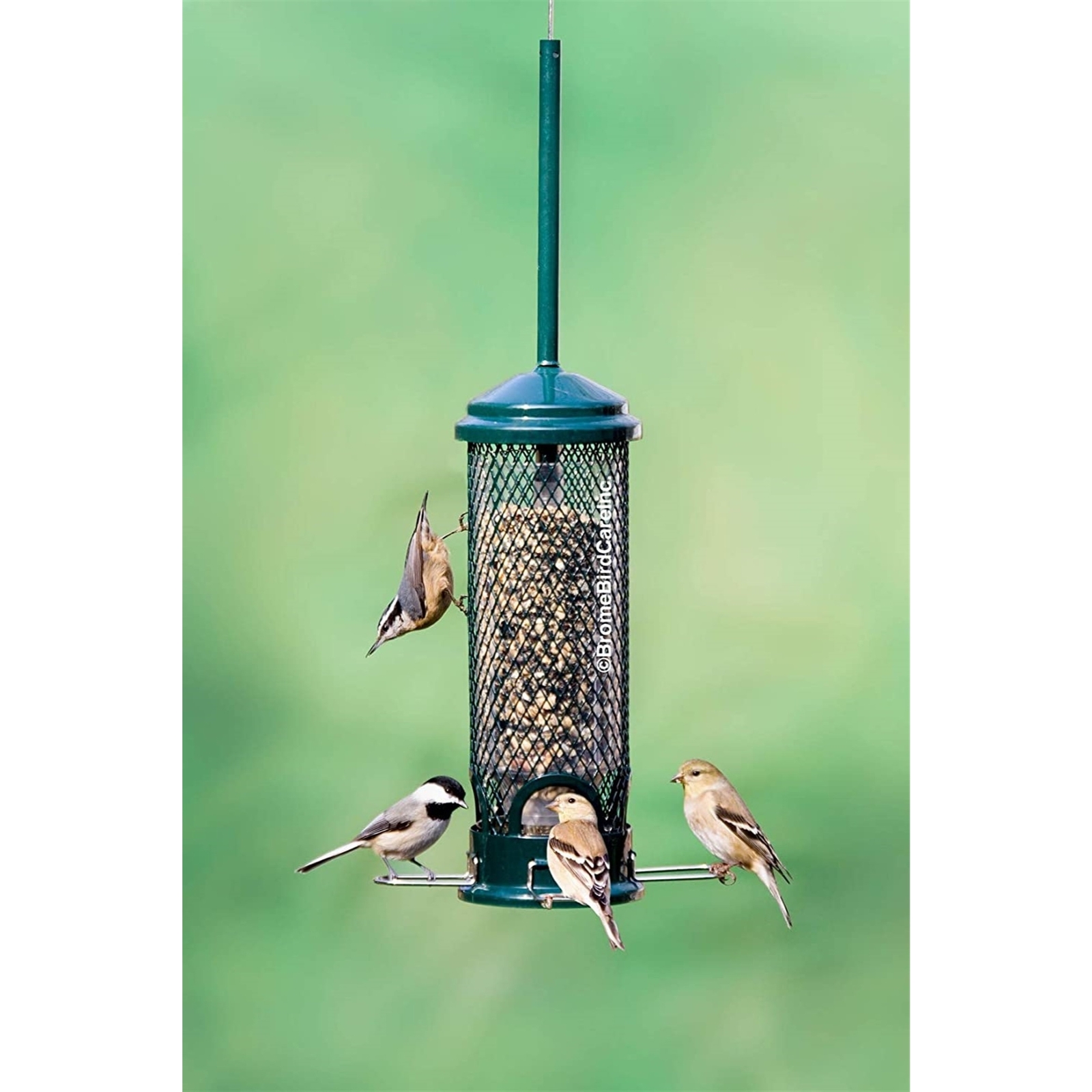 Brome Squirrel Buster Mini Bird Feeder, Squirrel Proof gallery