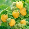5 Raspberry Plants "Anne"-Super Sweet (5 Lrg Dormant Bare Root Canes) Zone: 4-8 gallery
