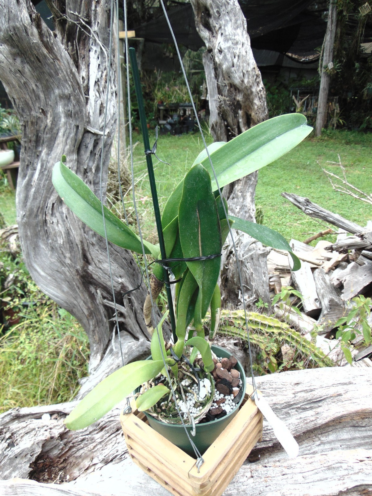 Blc. Amazing Thailand 'Red Star' Bloom size 6" pot LARGE PLANT gallery