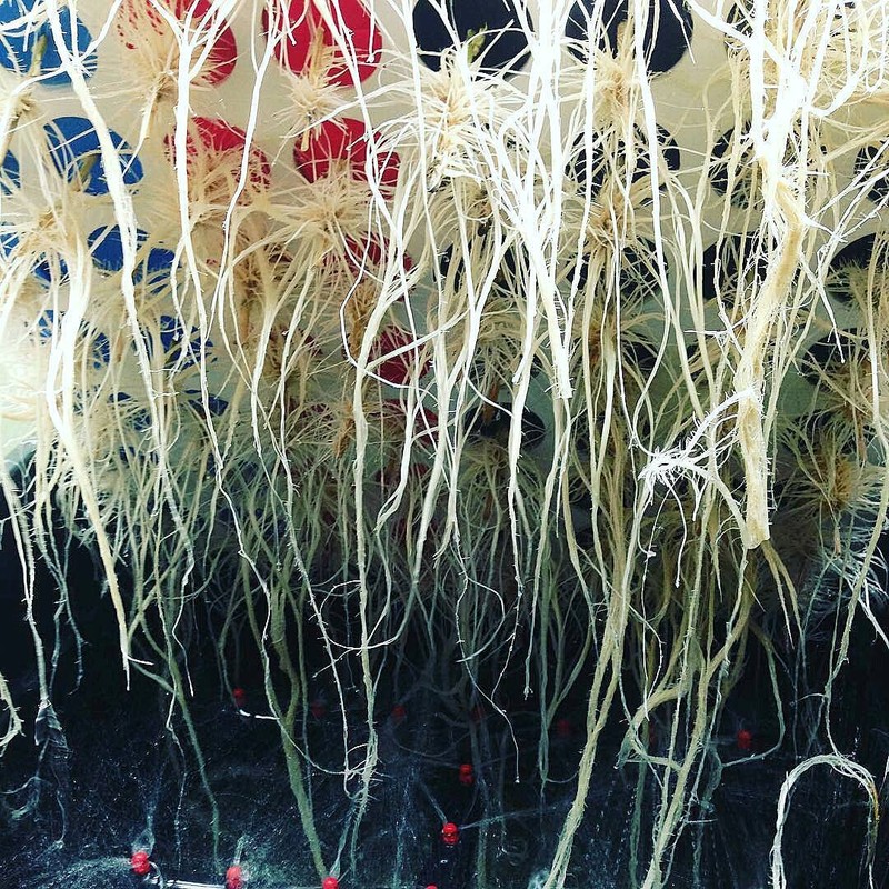 CLONE KING AEROPONIC CLONING MACHINE 25 SITE CLONER 100% WILL ROOT VERY EASY gallery