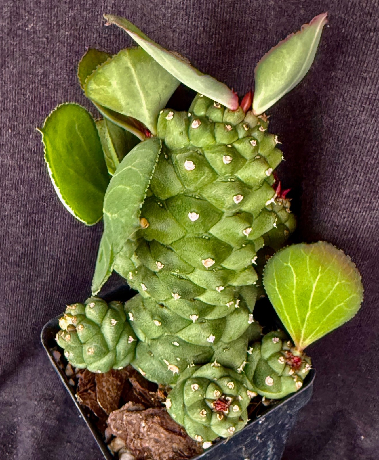 Monadenium ritchiei, succulent gallery