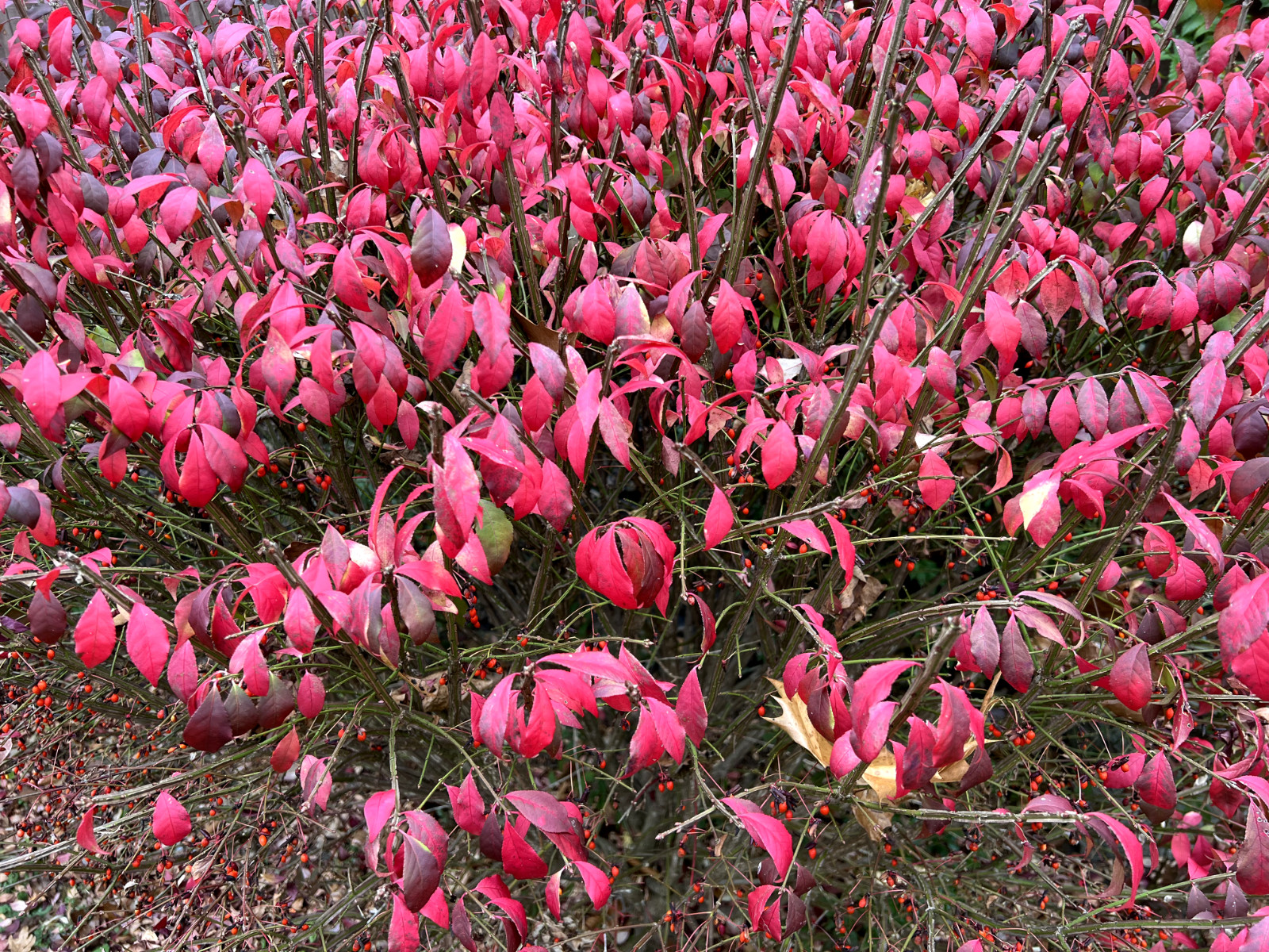 3 Red In Fall Burning Bush Shrubs Plants Beauty Heart PLANTS 1 to 2 foot TALL gallery