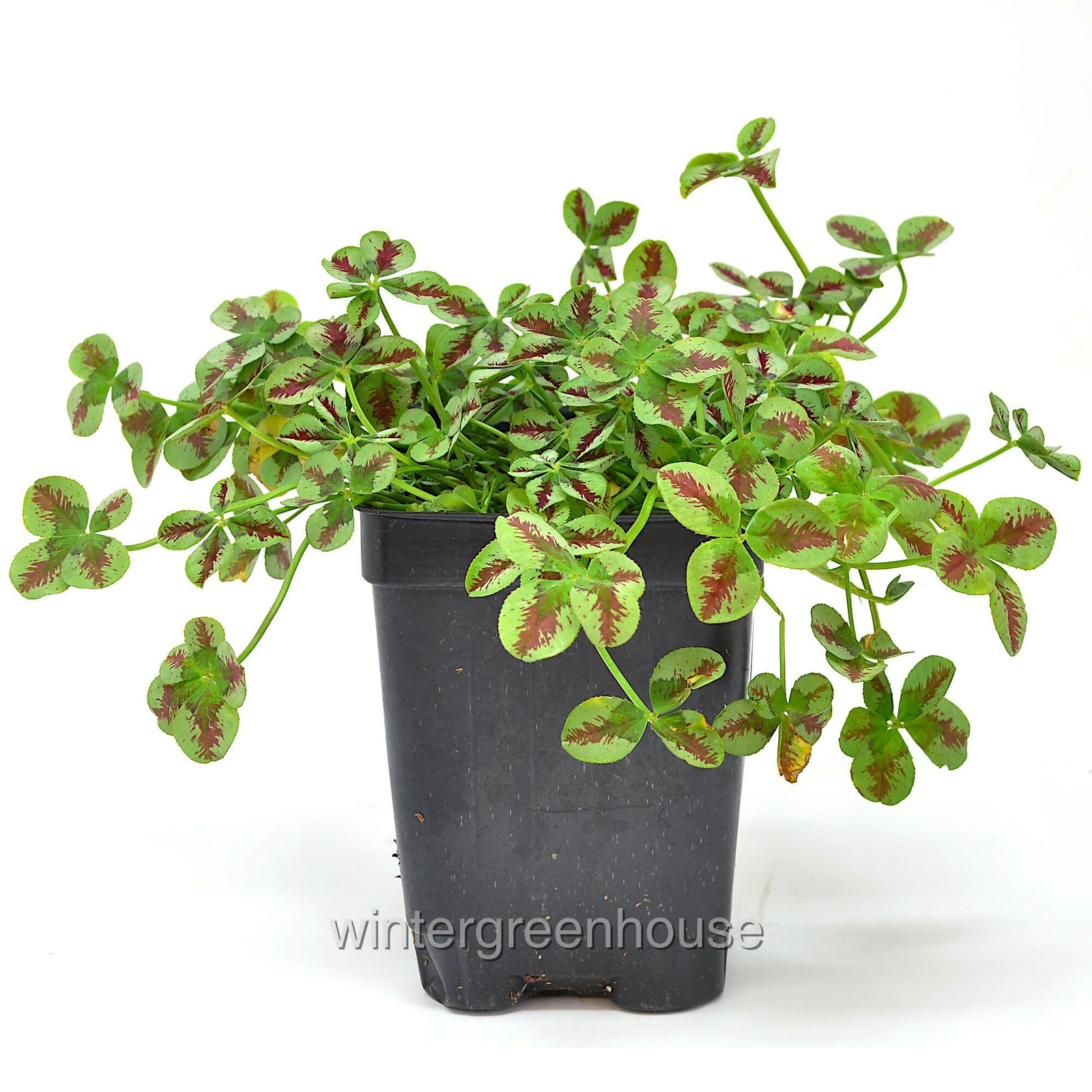 Trifolium Lucky Clover, Red Stripes, Shamrock Clover gallery