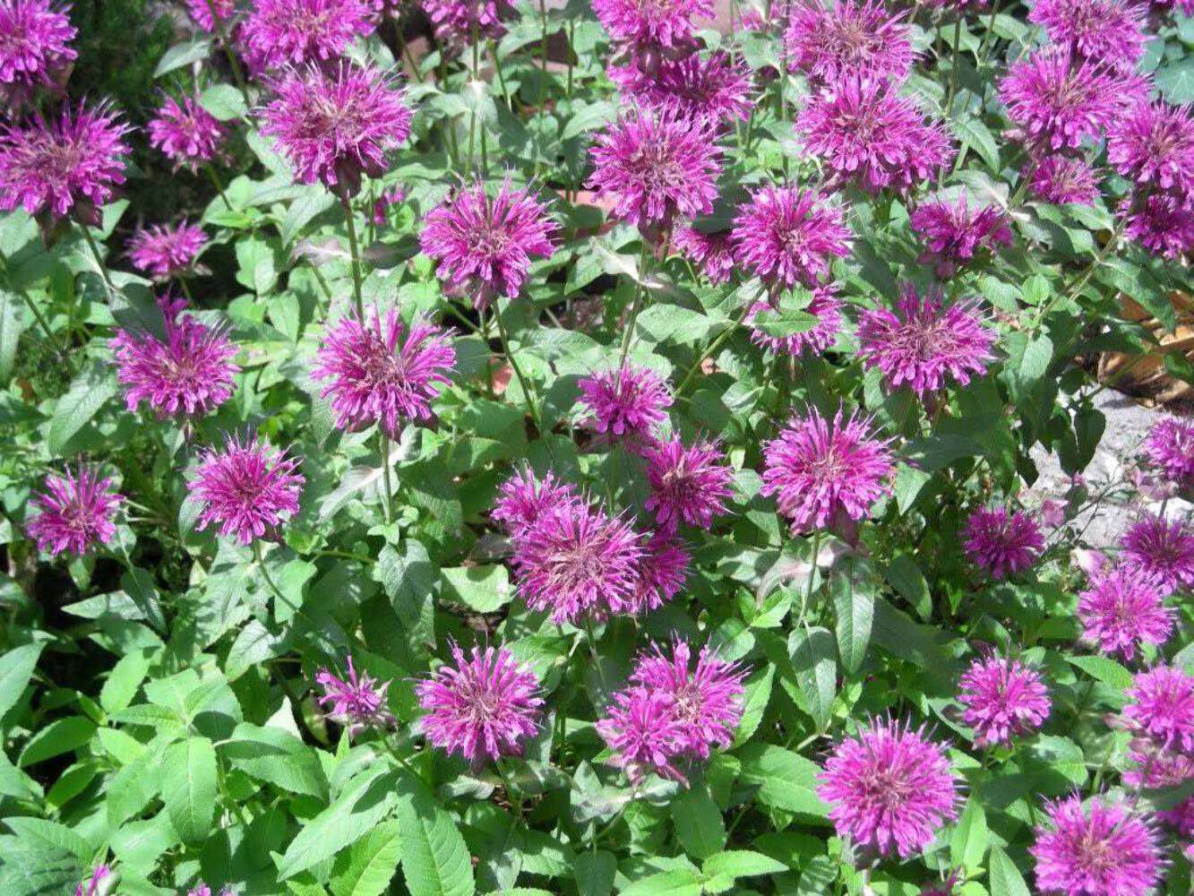2000 BEE BALM Lemon MINT Monarda Citriodora Herb Purple Flower Seeds gallery