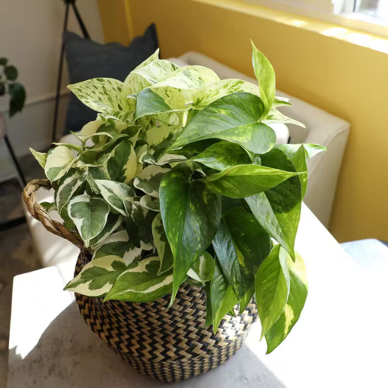 4.25 In. Pothos Asst (4-Pack) gallery