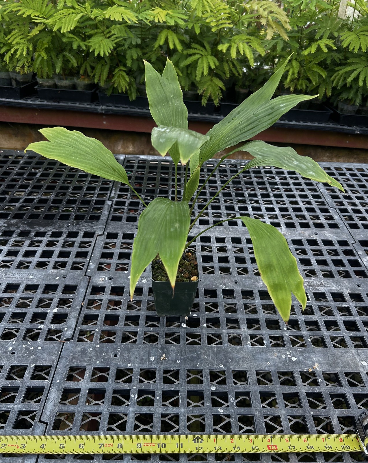 Dicranopygium sp.- north Ecuador, very rare cyclanth, Chamaedorea palm lookalike gallery