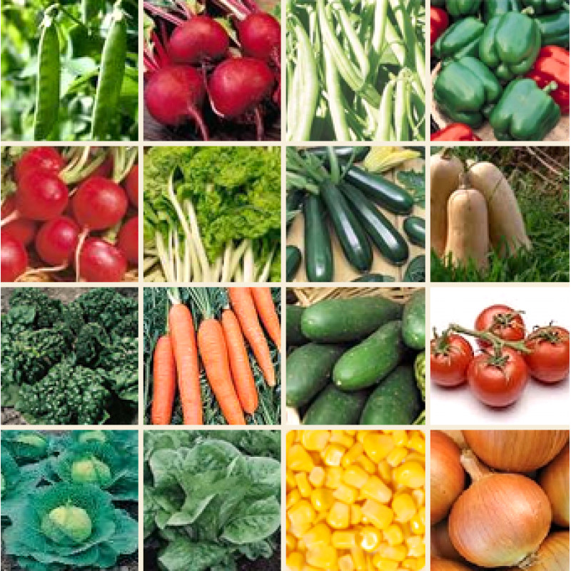 Heirloom Vegetable 150+ Seeds 6 Variety Garden Set #2 PERFECT SURVIVAL NON-GMO gallery
