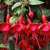 Marinka Fuchsia Starter Live Plant - 2-5" Tall - 3" Pot - Zones 9-11 gallery