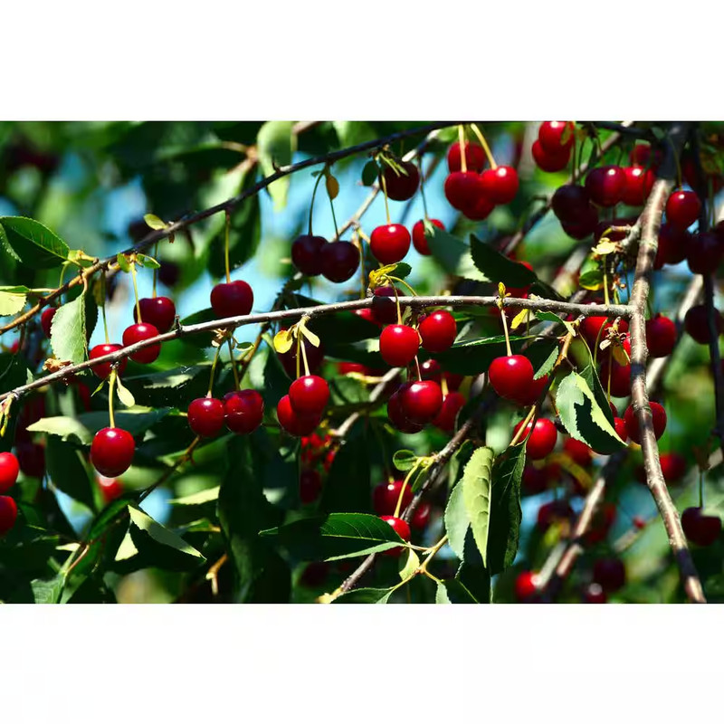 3 Ft. - 4 Ft. Tall Bare-Root Montmorency Pie Cherry Tree Free Ship NEW gallery