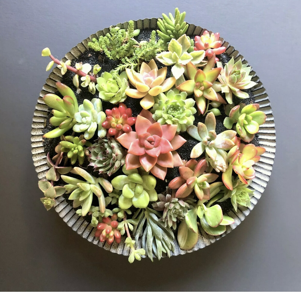 25 Beautiful, Colorful & Healthy Succulent Cuttings! 25 Varieties FREE SHIP gallery