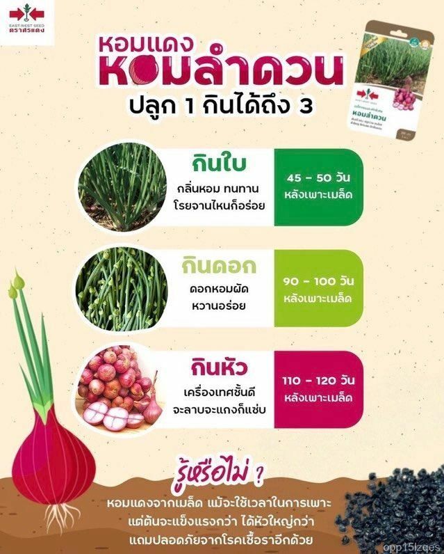 Premium Thai Asian Onion Shallot Seeds gallery