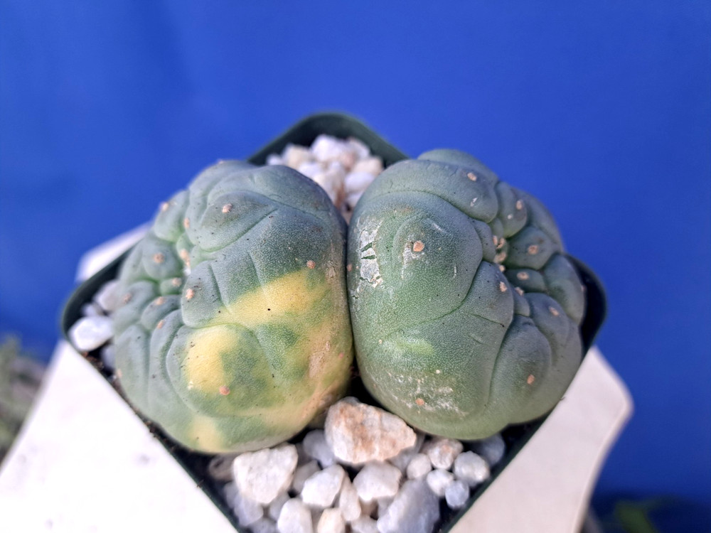Unique Double Heads Variegated Barrel Cactus Cluster Plant Collectors RARE