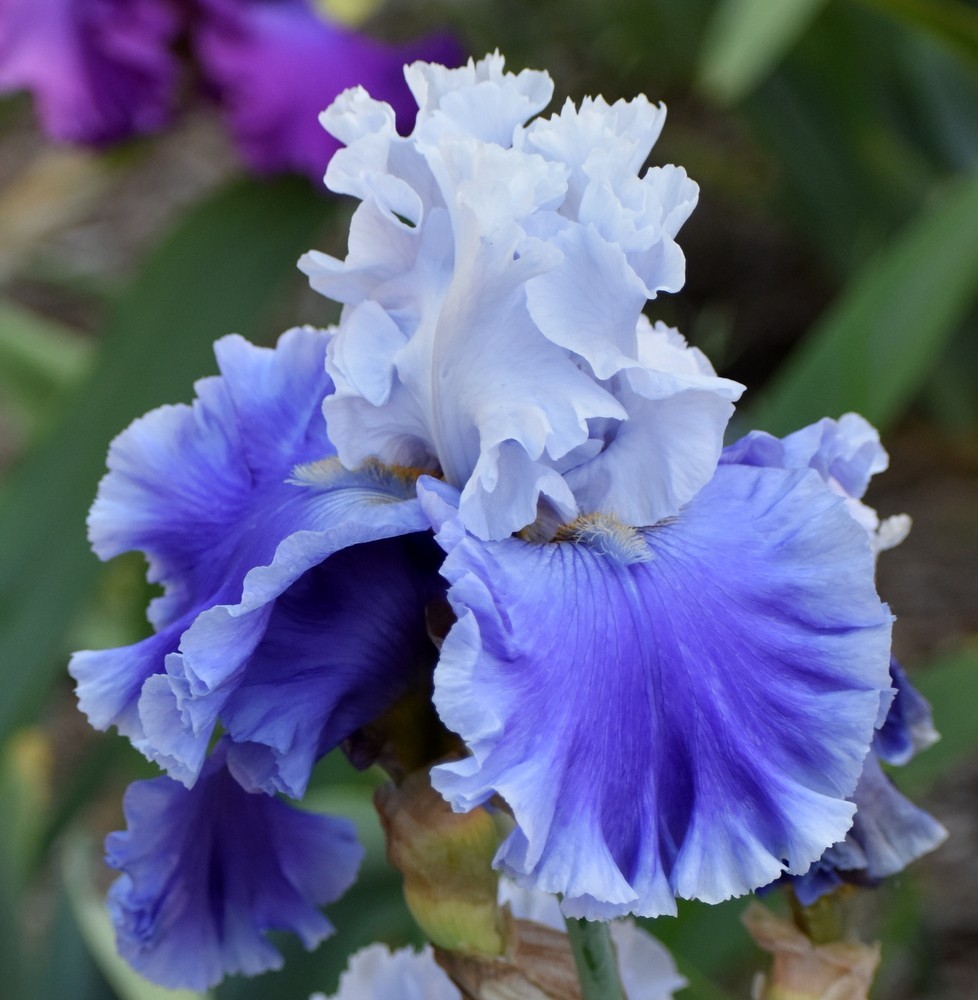 'Major Issue' ﻿ Tall Bearded Iris Rhizome PRE-SALE to Ship Aug/Sept gallery