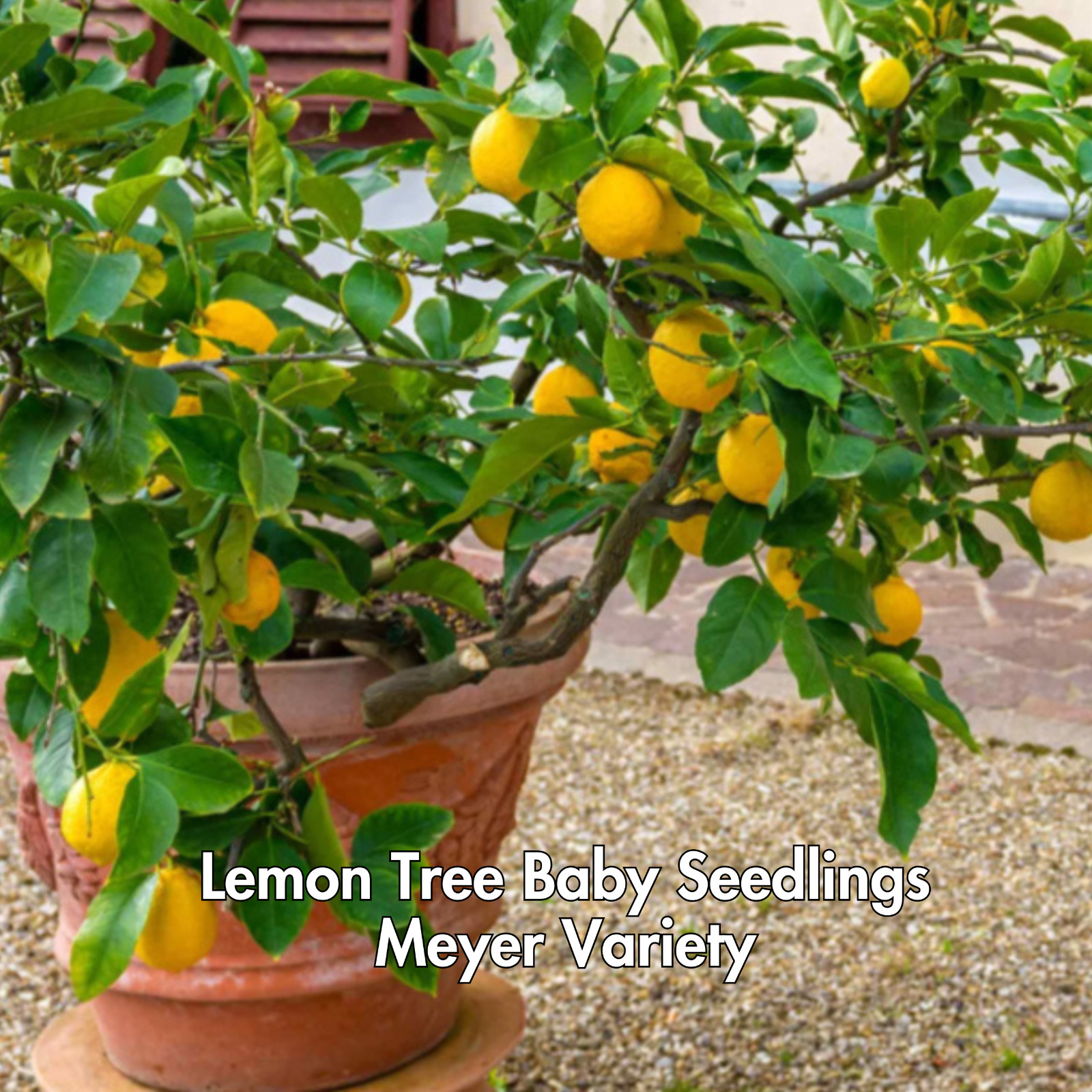 Lemon Meyer Trees Live Starter Plants, Meyer Seedling, Rooted, Grown from Seed gallery