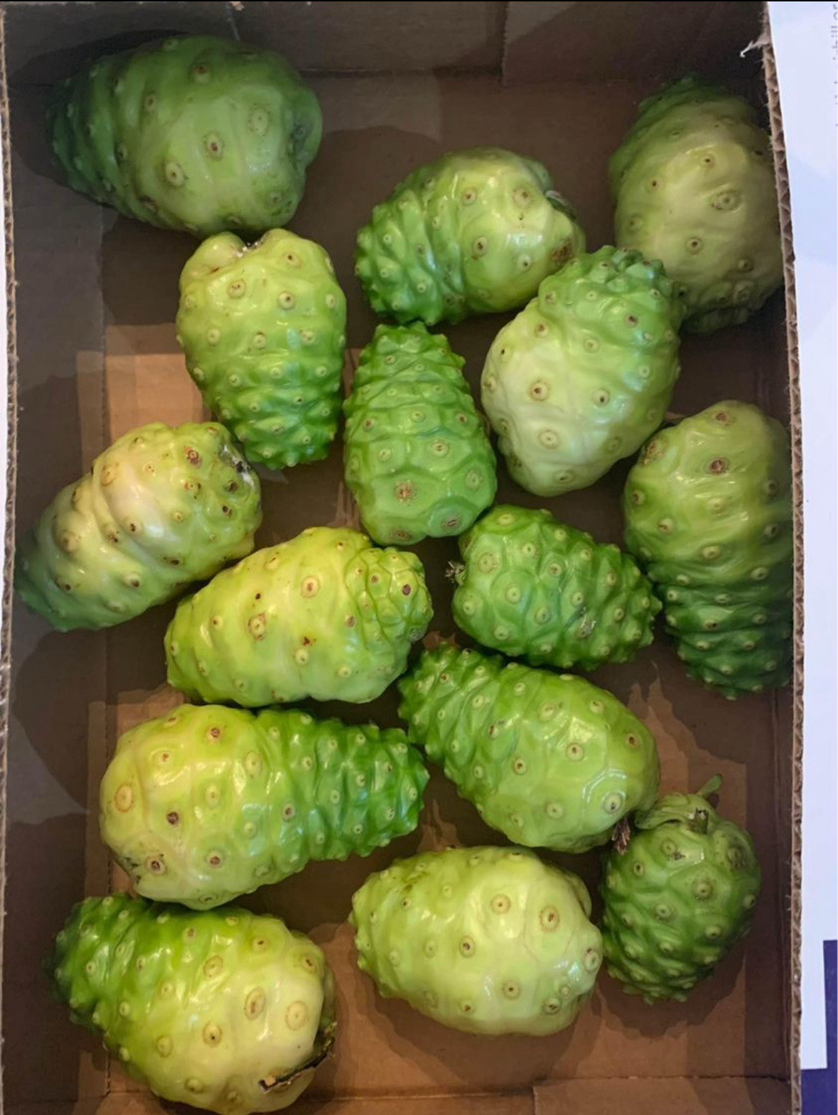 Fresh Noni Fruit – Hand-Picked in Miami, Florida 🌴 gallery