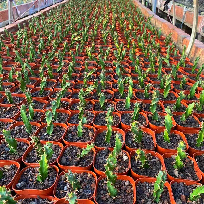 10pcs 6-8cm cactus Succulent plants Euphorbia tortiyama flowering Garden plant gallery
