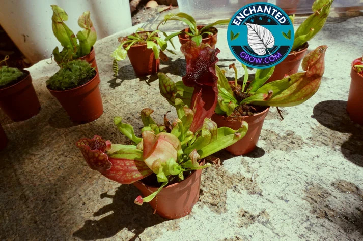 2" Sarracenia Venosa Red Carnivorous Plant gallery