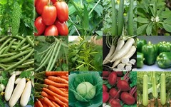 Essential Survival Kit Perfect Vegetable Garden 5 DELICIOUS Varieties GROW FOOD!