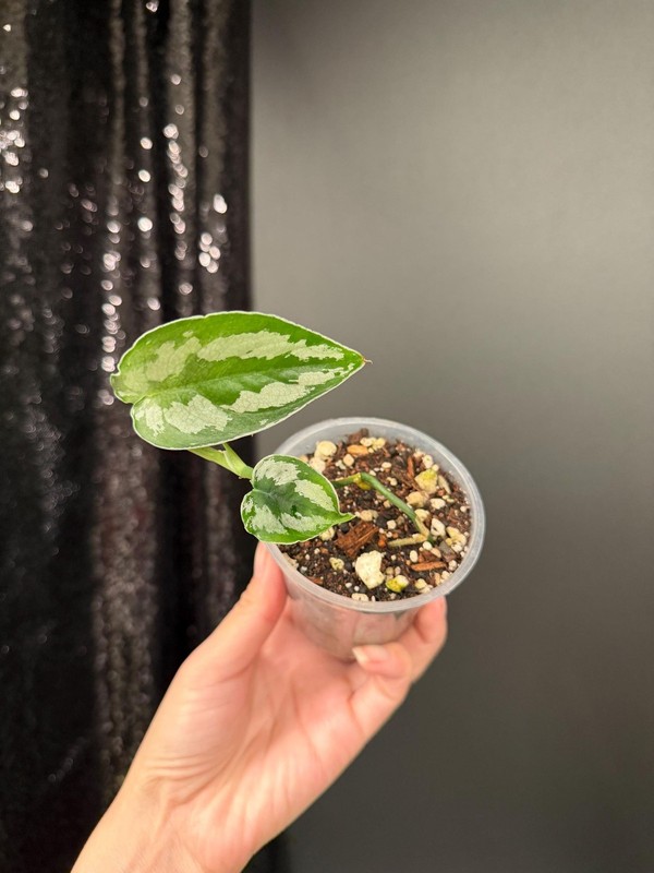 Scindapsus Silver Princess Dark, Exact, US Seller gallery