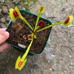 Dionaea muscipula – Venus Flytrap – ‘H15’ BCP Exact Division