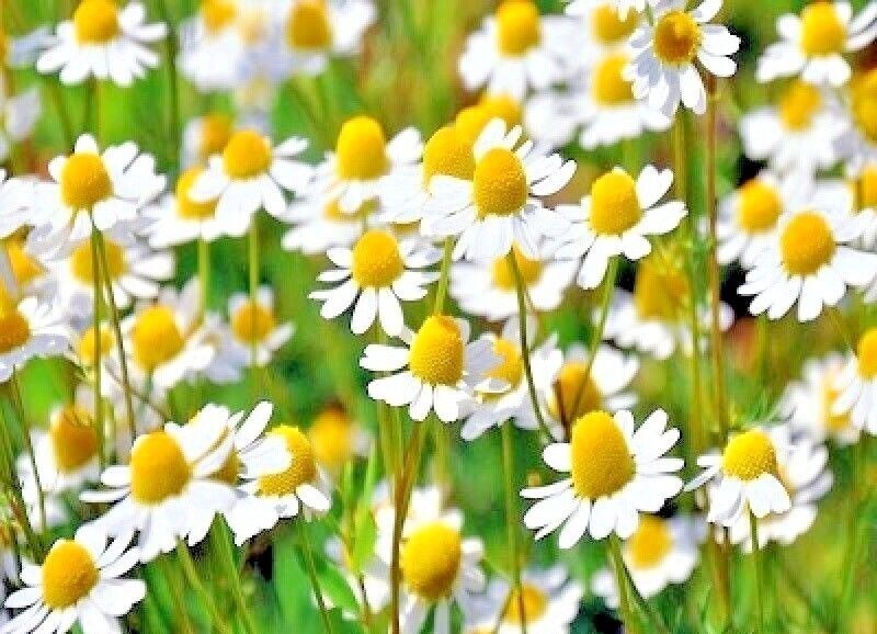 2000+Common German Chamomile Seeds Tea Chamomile Wild Chamomile Annual Herb USA gallery