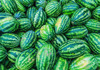Congo Watermelon Seeds 25 Ct Fruit USA 35-50 lbs NON-GMO FREE SHIPPING SWEET gallery