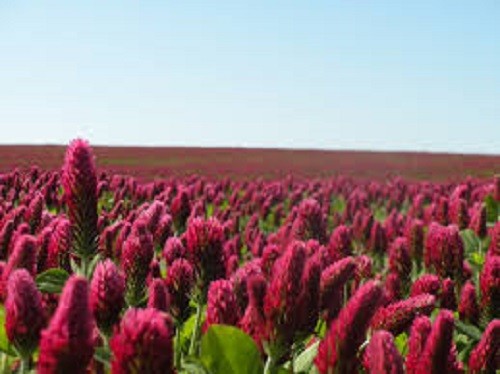 CRIMSON CLOVER SEED For Deer Food Plot Pastures Hay Silage Bees Reseeding Clover gallery
