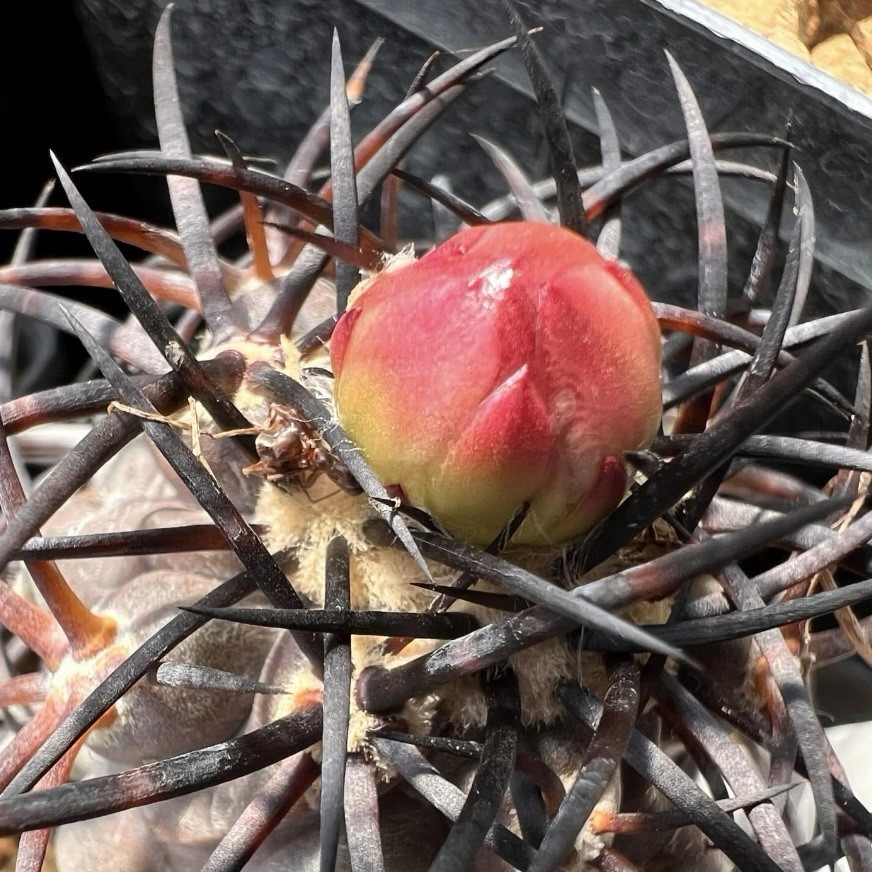 (10) Pack RARE SEEDS Copiapoa Griseoviolacea US SELLER gallery