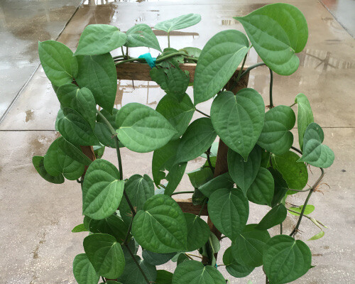 ~~BLACK PEPPER~~Piper nigrum~~Live STARTER Plant~~USA Seller~~ gallery