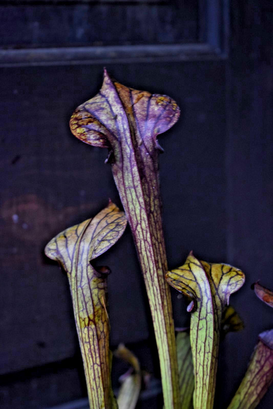 🔥 SINGLE DIVISION Sarracenia Alata Red x Oreo Live Pitcher Plant SHIPS BAREROOT gallery