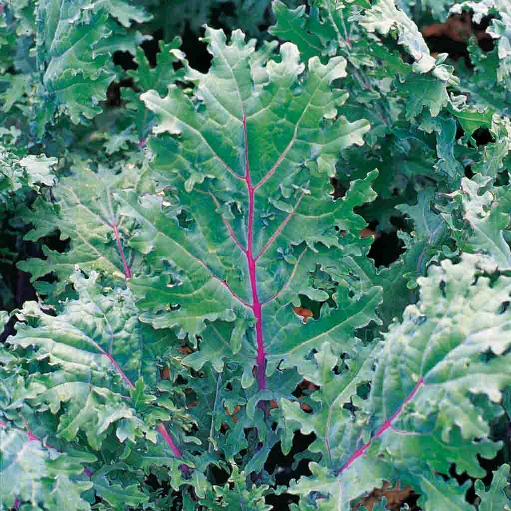 RED RUSSIAN KALE NON-GMO HEIRLOOM great for juicing and sauté! VERY NUTRITIOUS!! gallery
