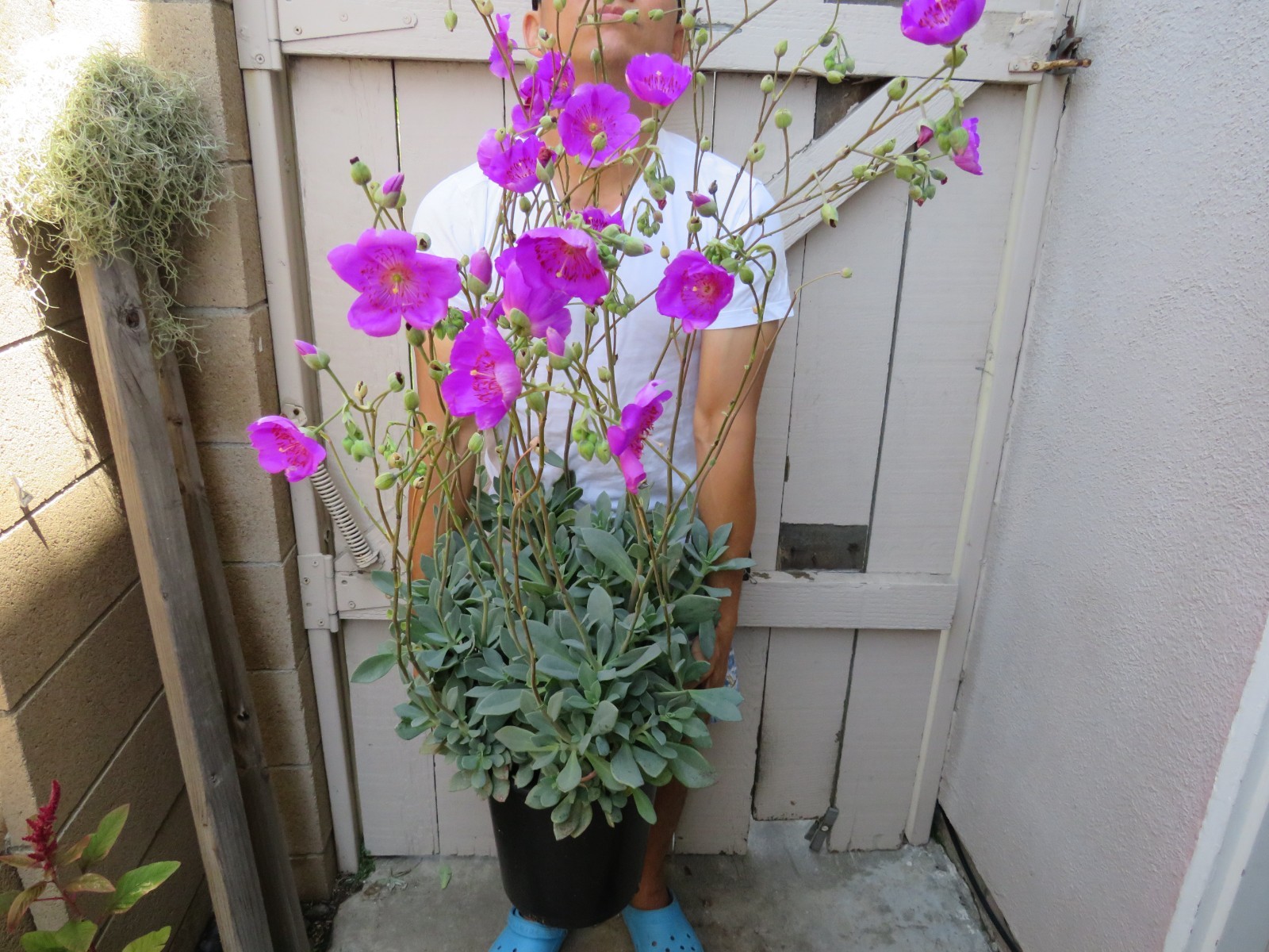 Rock Purslane Calandrinia Spectabilis Succulent gallery
