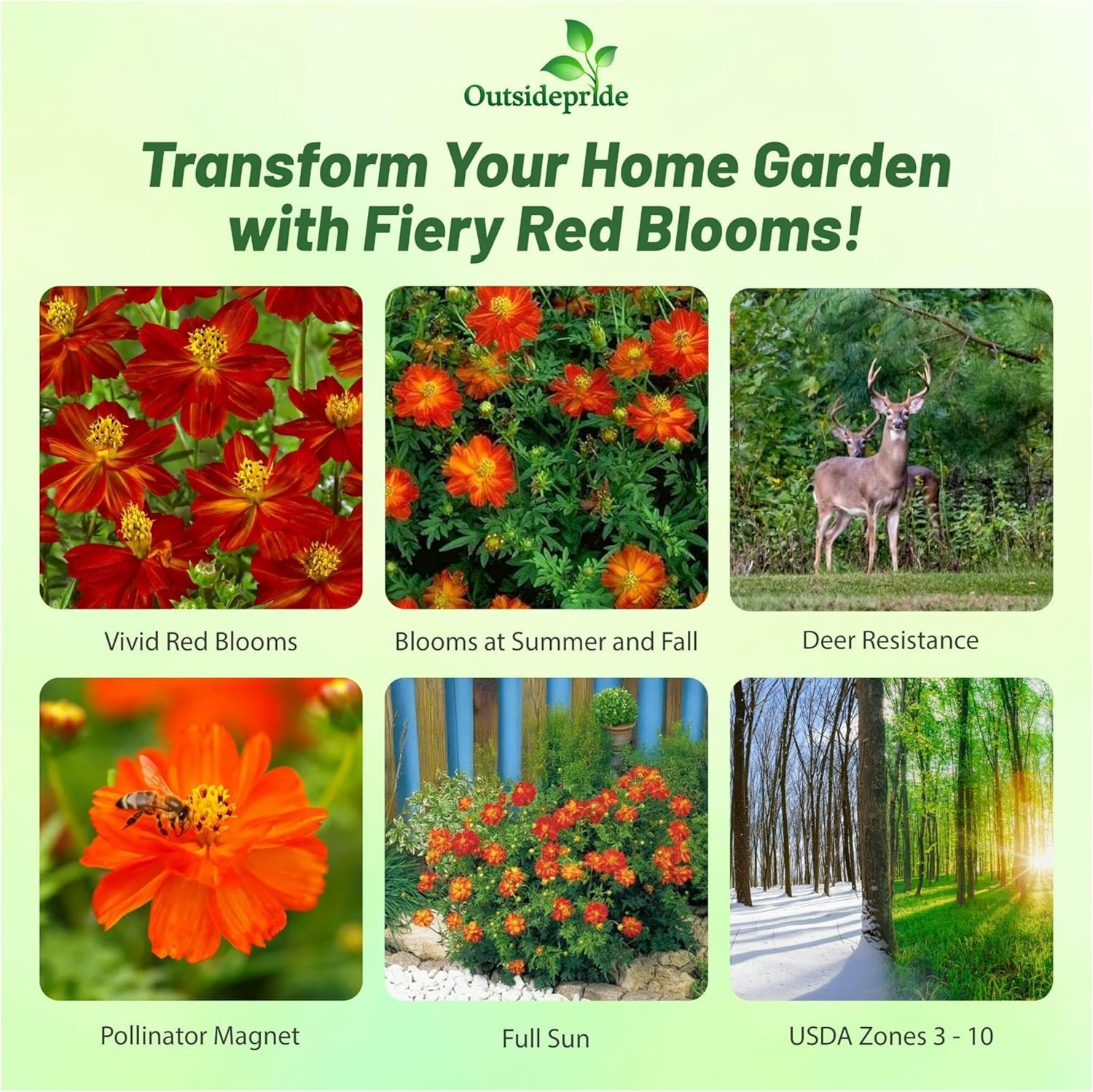1000 Seeds Sulfur Drought Tolerant Cosmos Red Garden Flower Plant Seed gallery