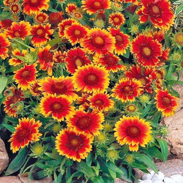 201+BLANKET FLOWER Seeds Native Wildflower Perennial Drought Heat Container Easy gallery