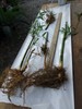 Bambusa Asian Lemon Clumping Bamboo - 1 Value Priced Division / Rhizome / Plant gallery