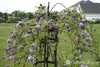 Purple Wisteria Tree – Live Plant in 2.5-Inch Pot Starter Plants gallery