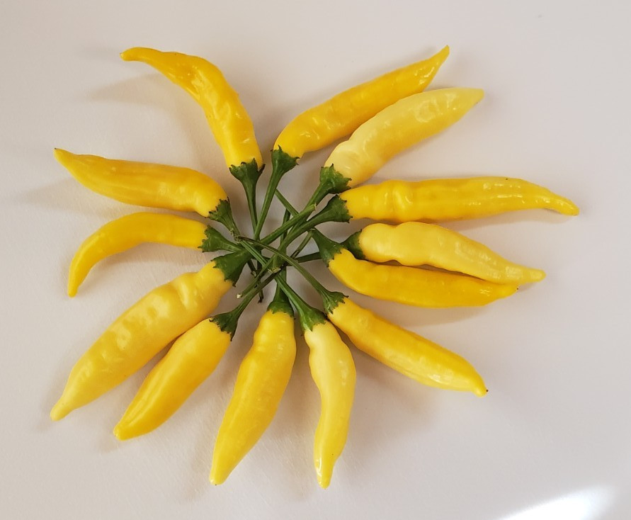 Lemon Drop / Aji Limon Pepper (25 Seeds) Free Shipping,crisp and spicy! gallery