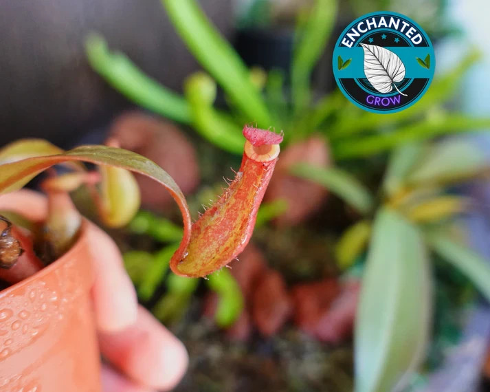 Nepenthes Bloody Mary Carnivorous Pitcher Plant 2" Potted Lush gallery