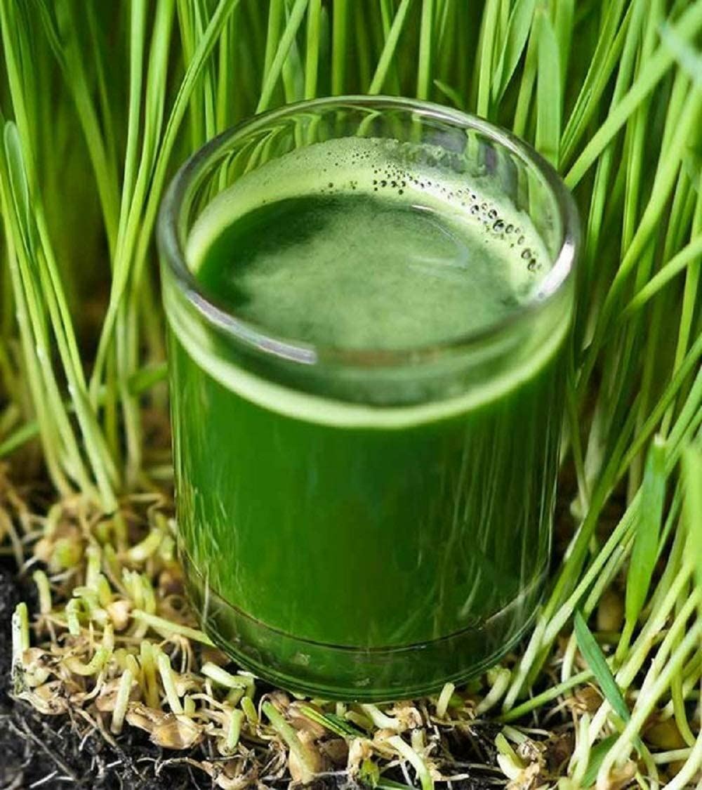 Wheatgrass Seeds for Sprouting Microgreens, COOL BEANS N SPROUTS, gallery