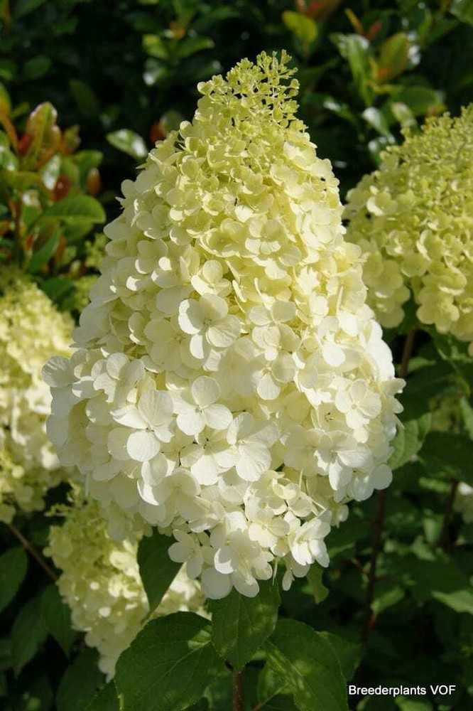 HYDRANGEA PANICULATA 'POLAR BEAR' - APPROX 7-10 INCH - STARTER PLANT