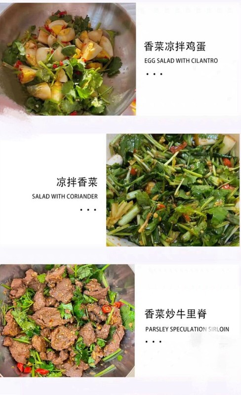 400+ Split Cilantro/Coriander Herb Garden seeds 400多粒香菜种子 2024年新种子 gallery