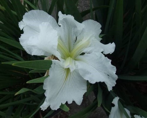 3 - Iris Waihi Wedding – 3 Fans – True White with Green Veining gallery