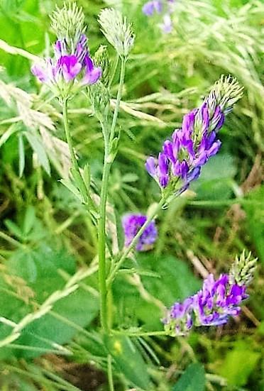 100 CIMARRON ALFALFA Medicago Sativa Ground Cover Forage Purple Flower Seeds gallery