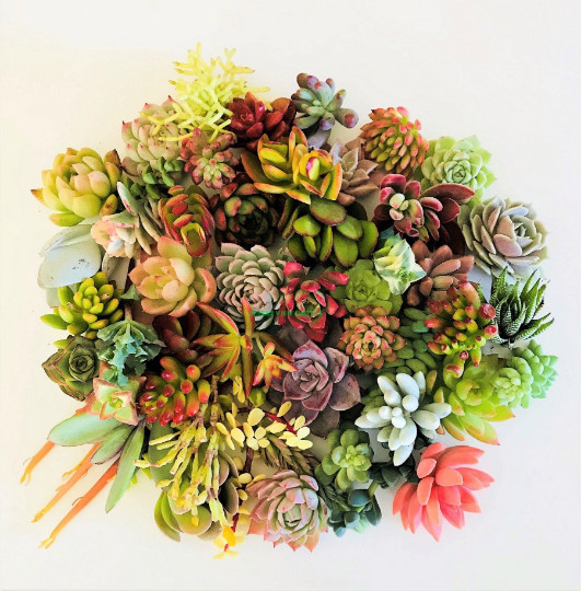 10 Assorted Succulent Cuttings Clippings for Dish Garden Terrariums Mini Fairy gallery