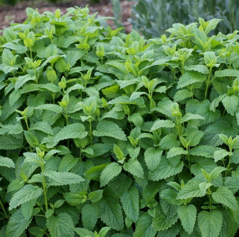 Set 2 Lemon Balm Live Starter Plants - 3-6" Tall - Fragrant Herb - Zones 4-9 gallery