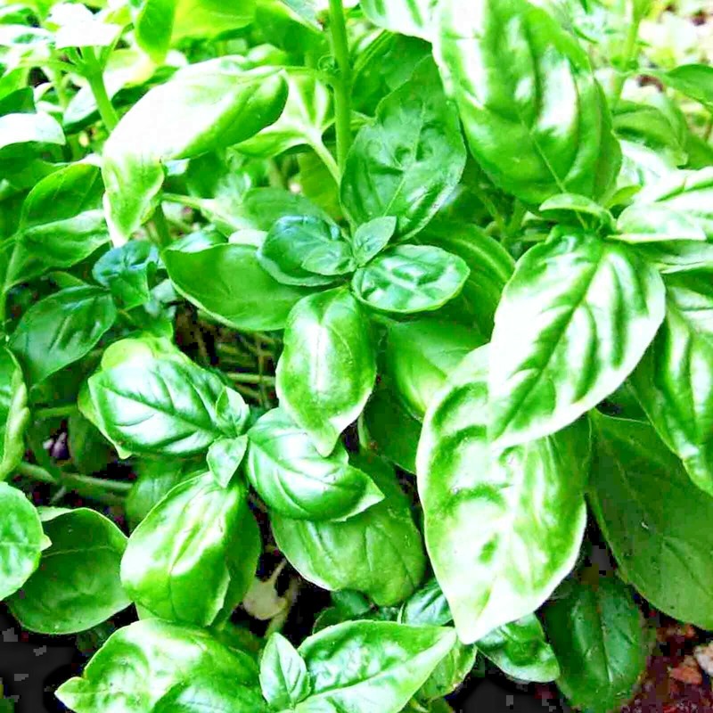 3000+ BASIL SEEDS SPRING LARGE LEAF HERB HEIRLOOM GARDEN MOSQUITO REPELLENT USA gallery