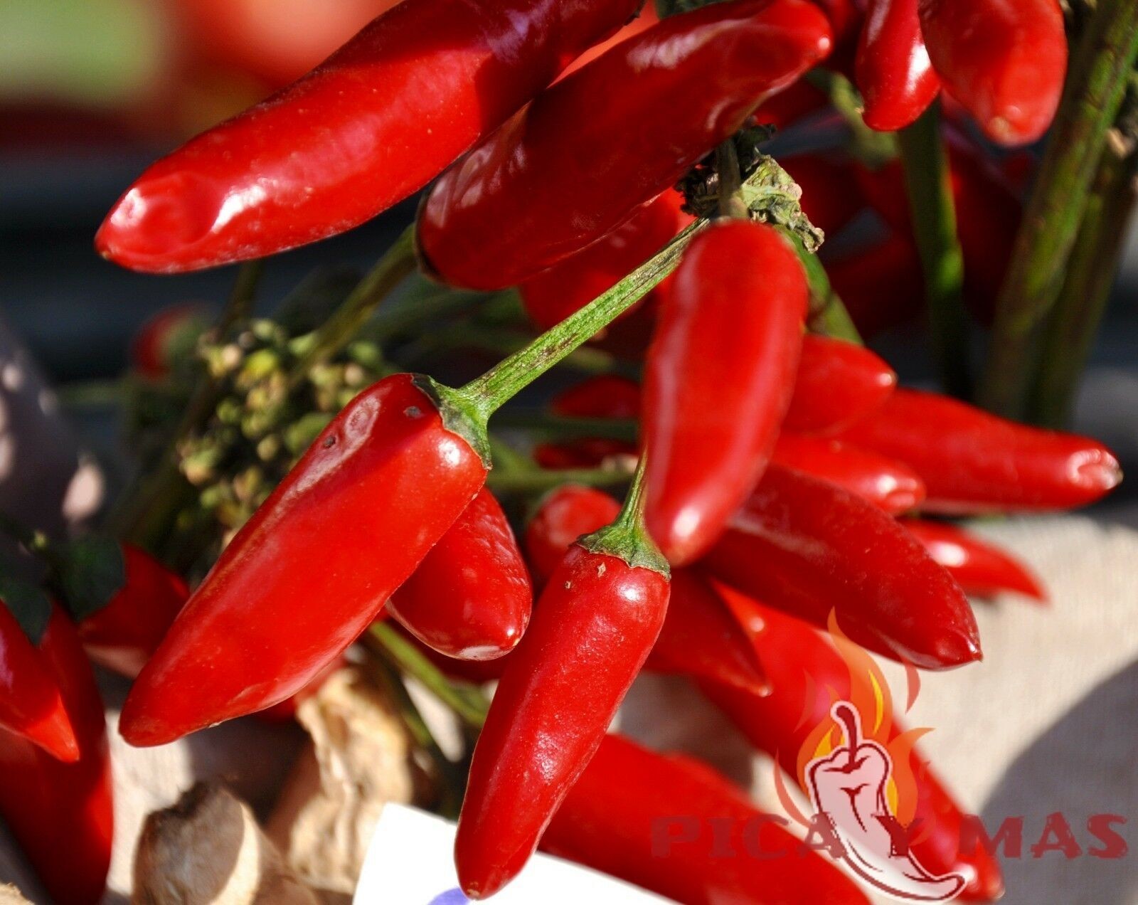 SERRANO ROJO 30 SEEDS 100% GUARANTEED SPICY CHILLI CHILLI PEPPER gallery